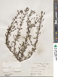 Mecardonia acuminata image