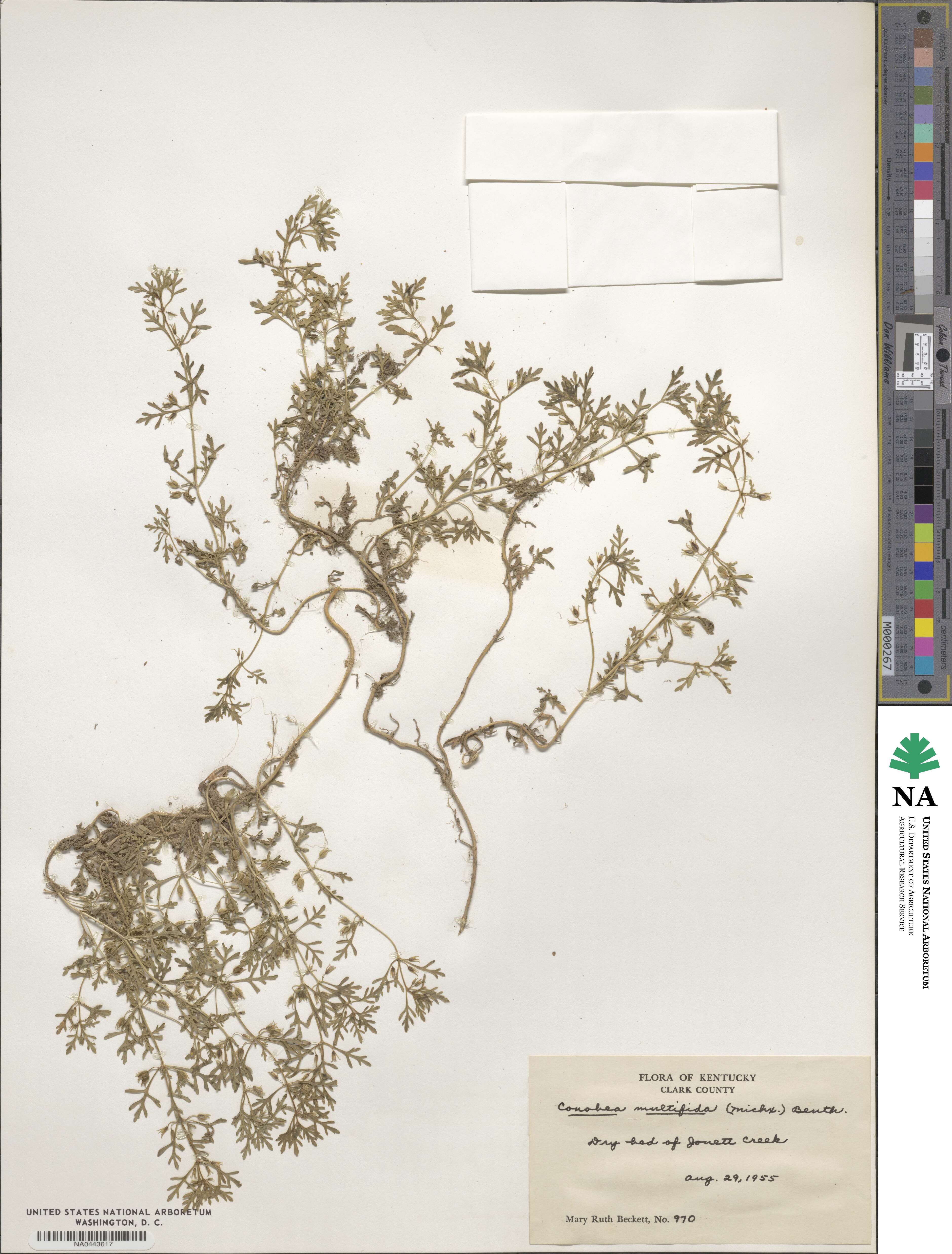 Leucospora multifida image