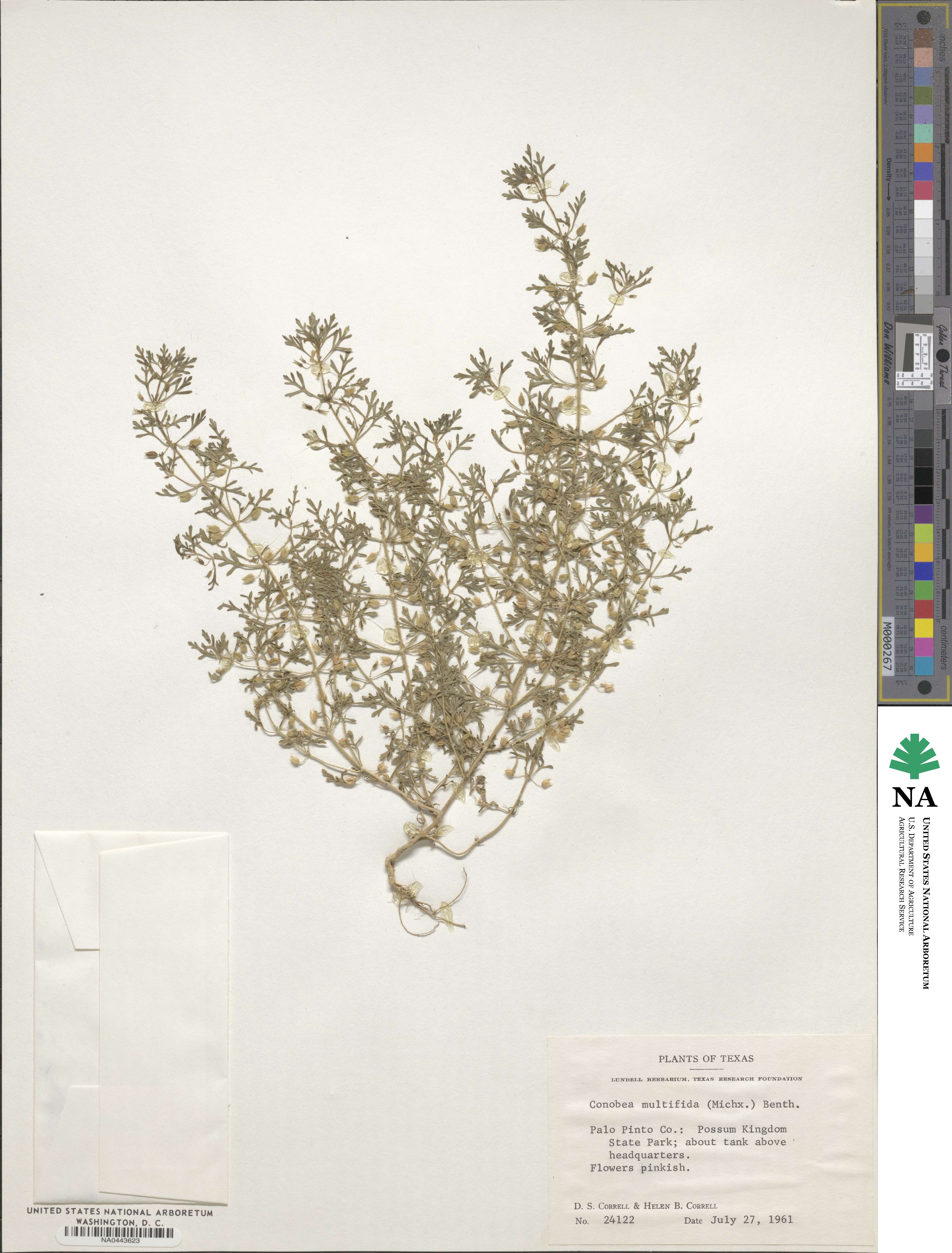 Leucospora multifida image