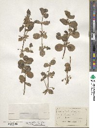 Bacopa rotundifolia image