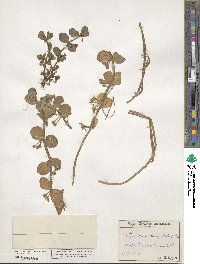 Bacopa rotundifolia image