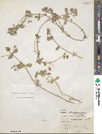 Bacopa rotundifolia image