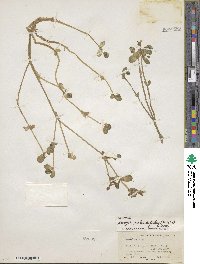 Bacopa rotundifolia image