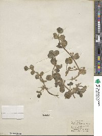 Bacopa rotundifolia image