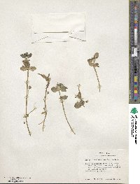 Bacopa rotundifolia image