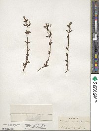 Mecardonia procumbens image