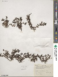 Mecardonia procumbens image