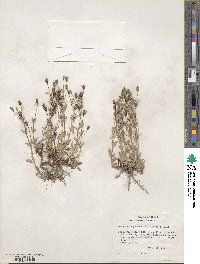 Mecardonia procumbens image