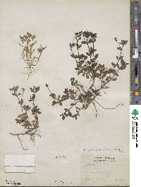 Mecardonia procumbens image