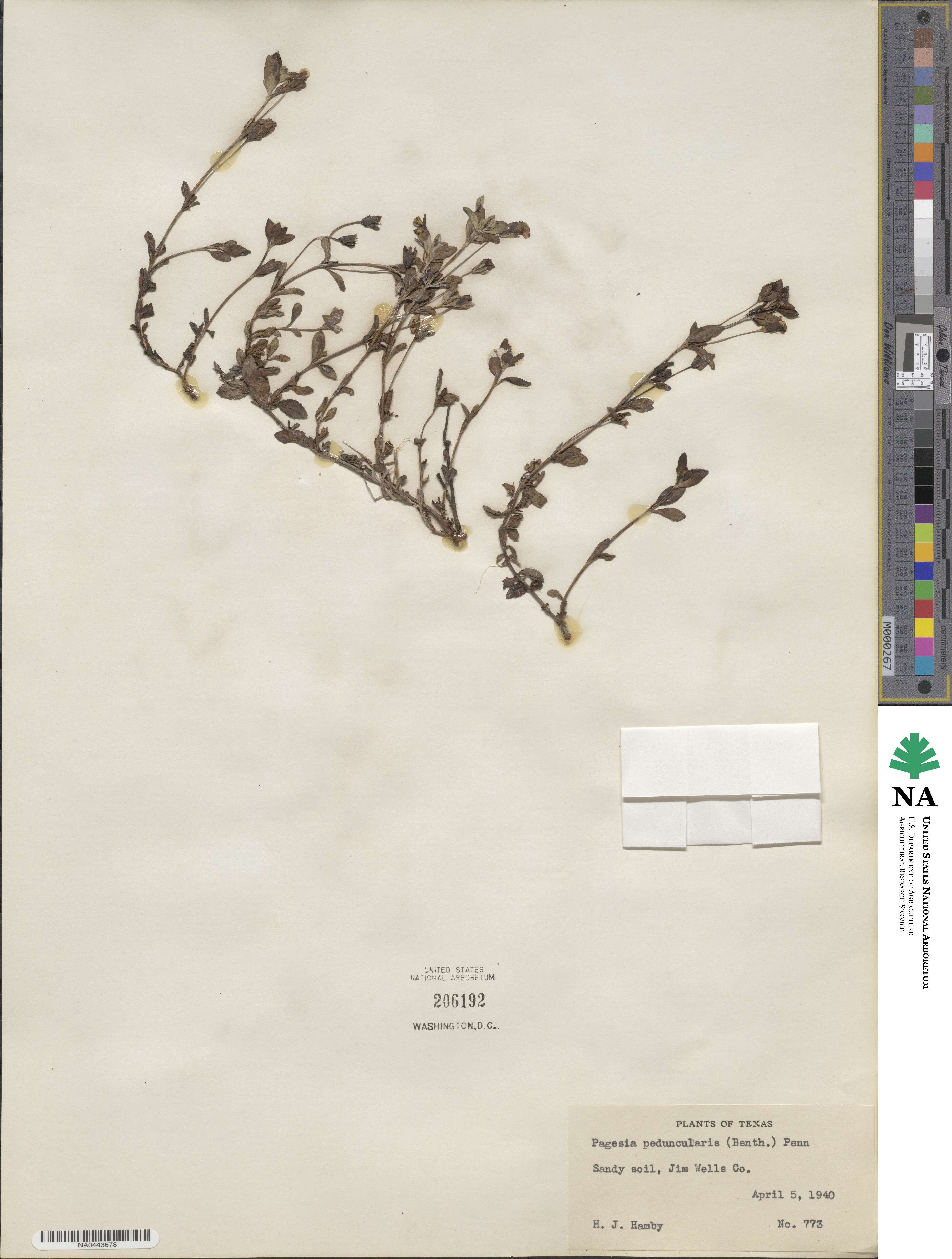 Mecardonia procumbens image