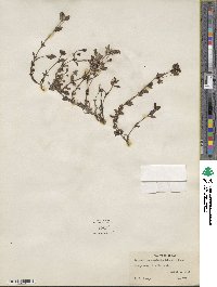 Mecardonia procumbens image