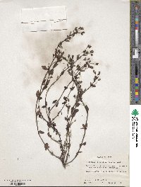 Mecardonia procumbens image