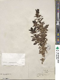 Mecardonia acuminata image