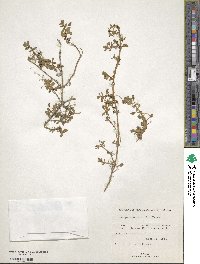 Bacopa monnieri image