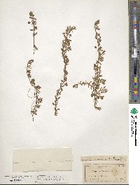 Bacopa monnieri image