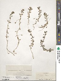 Bacopa monnieri image