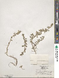 Bacopa monnieri image