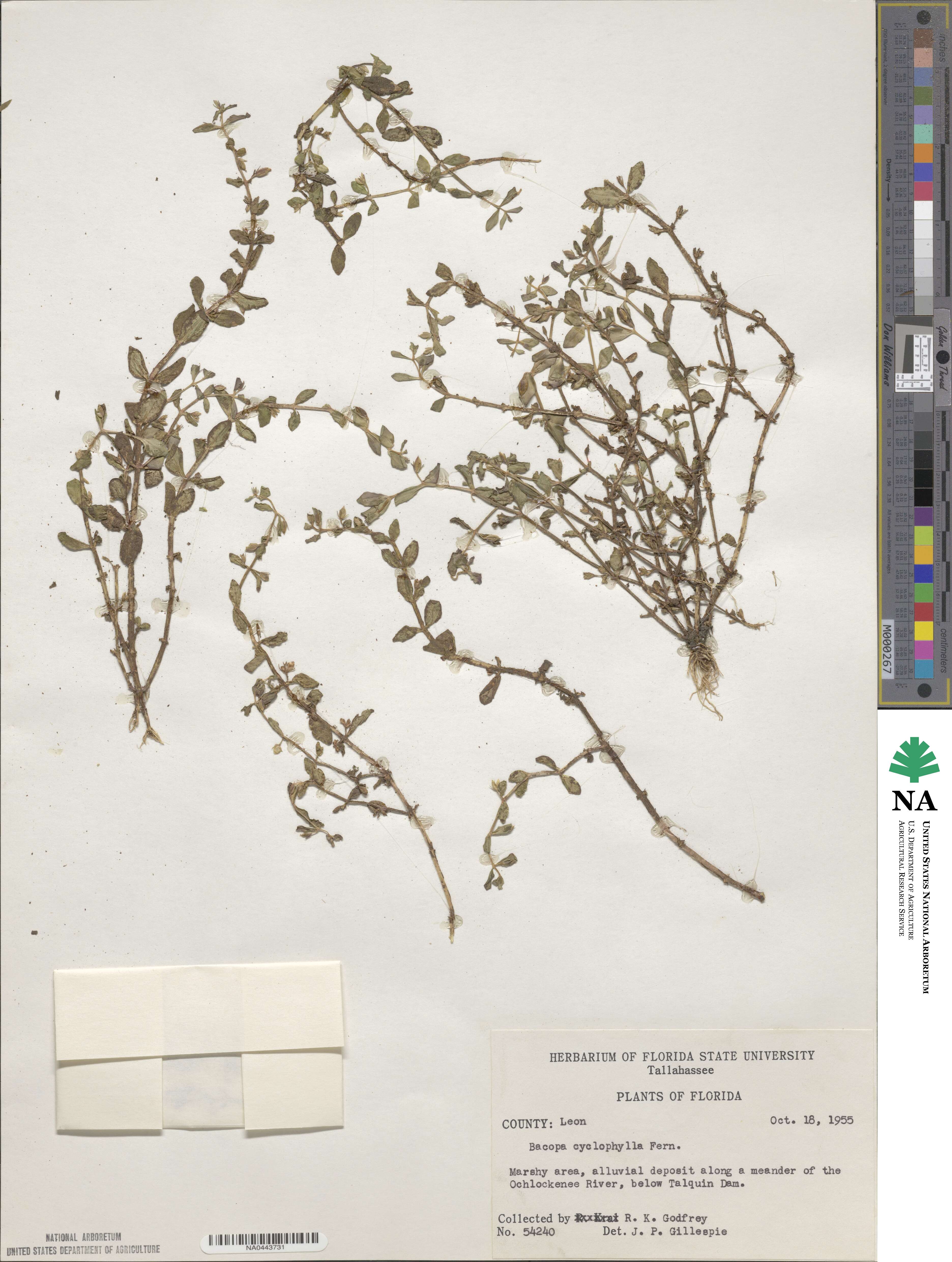 Bacopa repens image