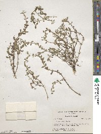 Image of Bacopa repens