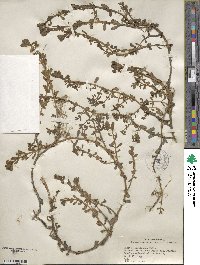 Bacopa caroliniana image