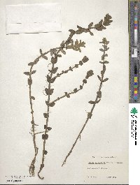 Bacopa caroliniana image