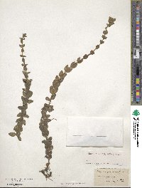 Bacopa caroliniana image