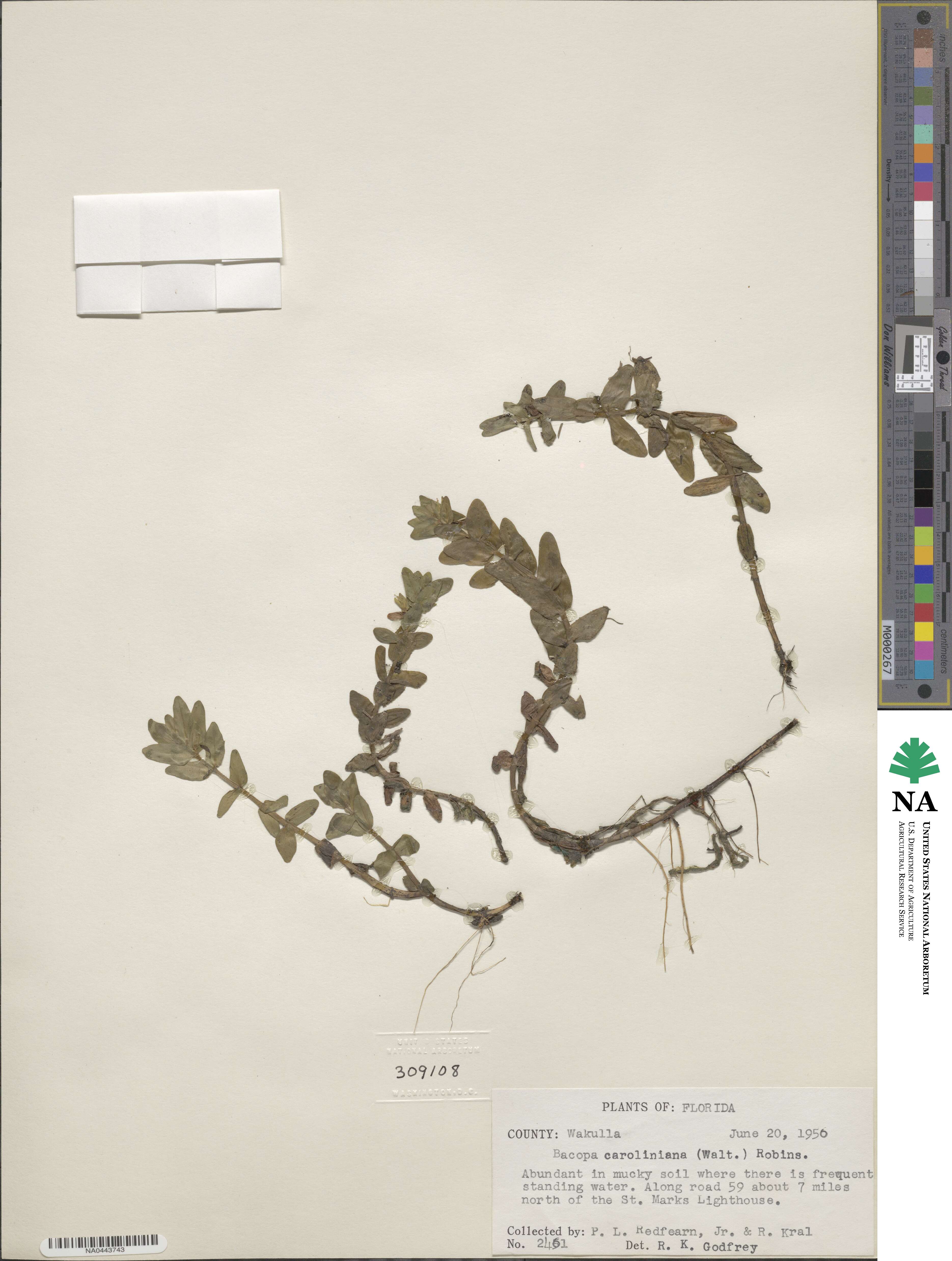 Bacopa caroliniana image