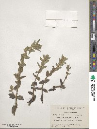 Bacopa caroliniana image