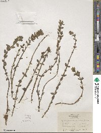 Bacopa caroliniana image