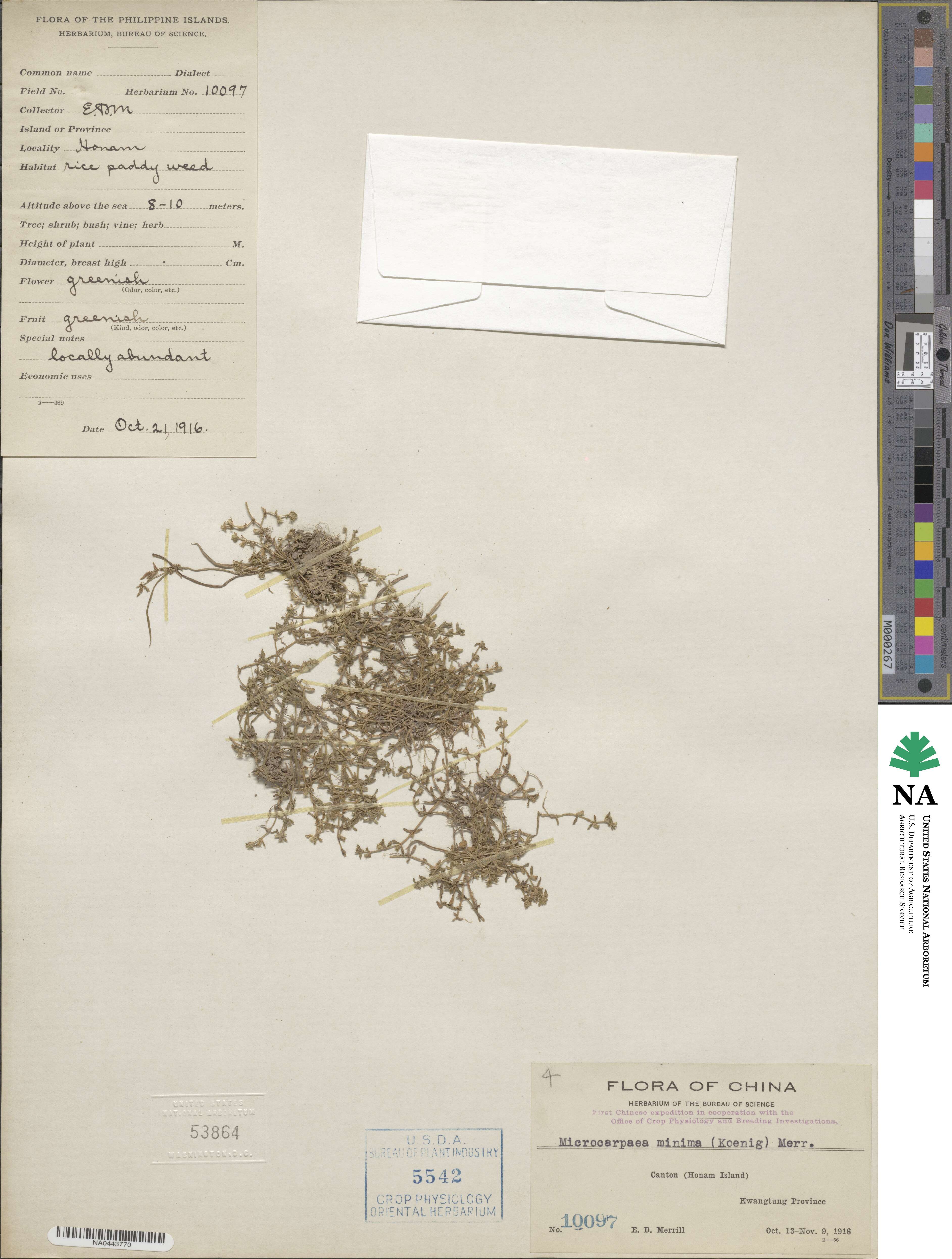 Microcarpaea minima image