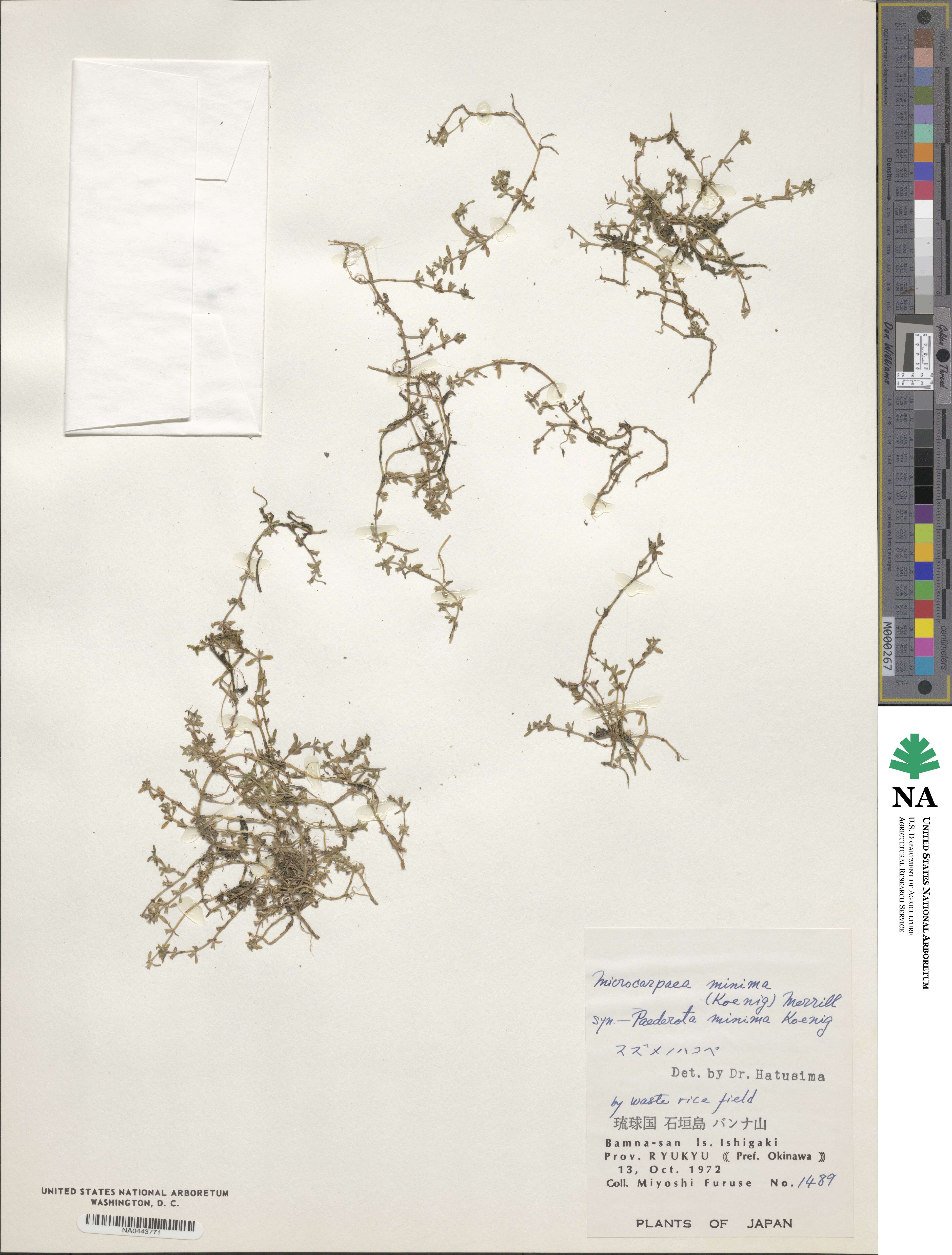 Microcarpaea minima image