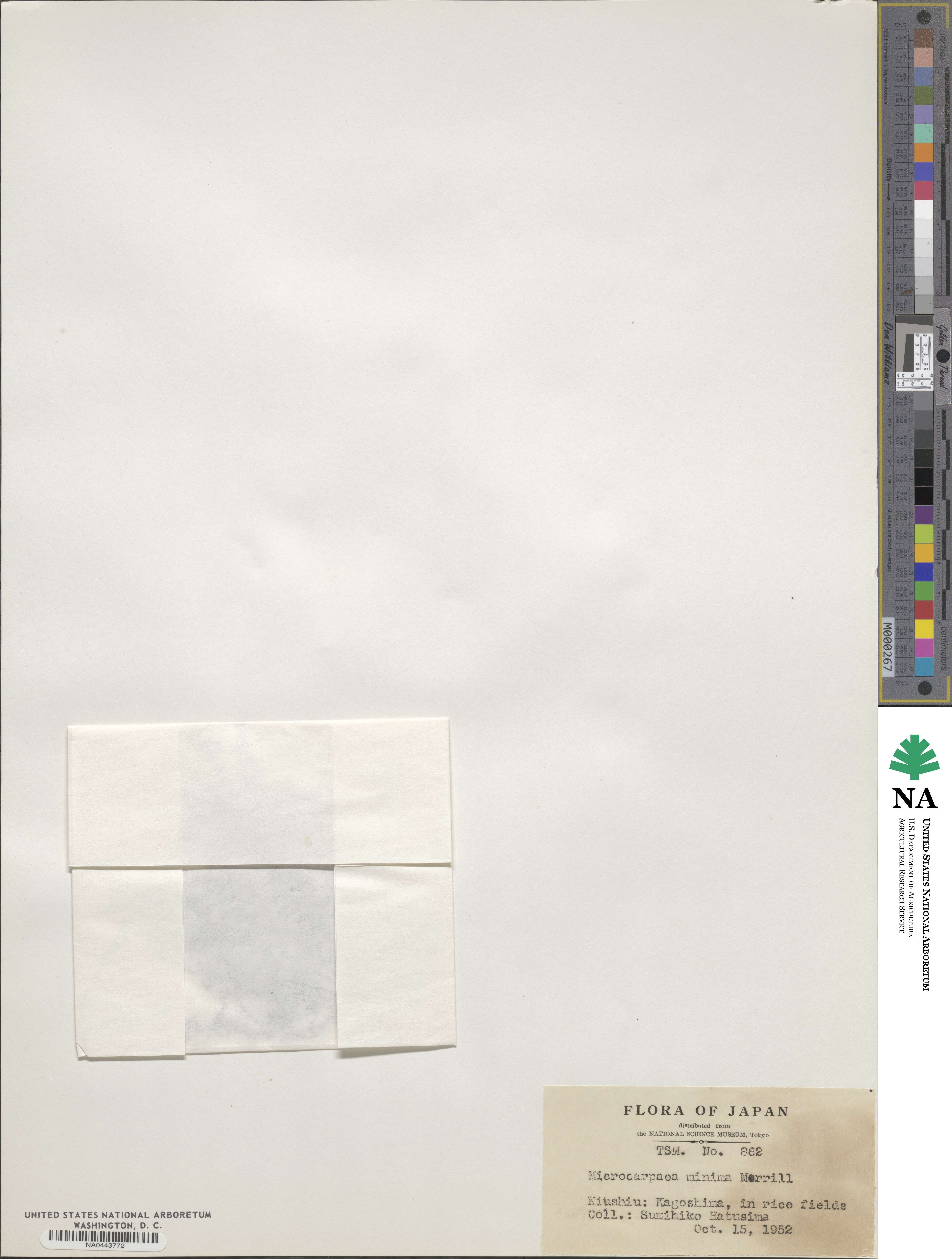 Microcarpaea image
