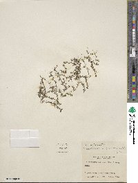 Micranthemum umbrosum image