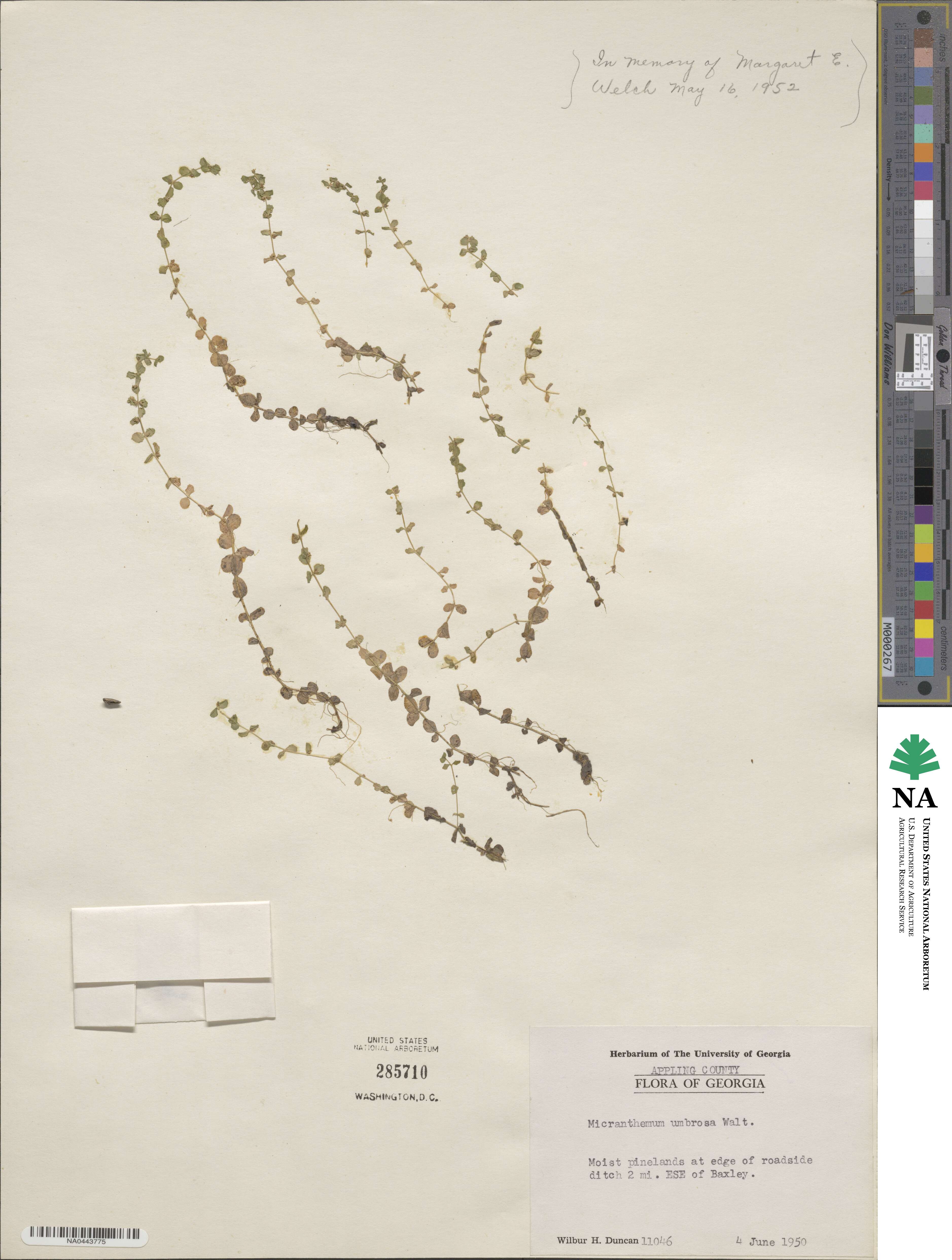 Micranthemum umbrosum image