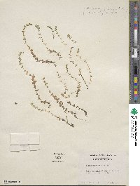 Micranthemum umbrosum image