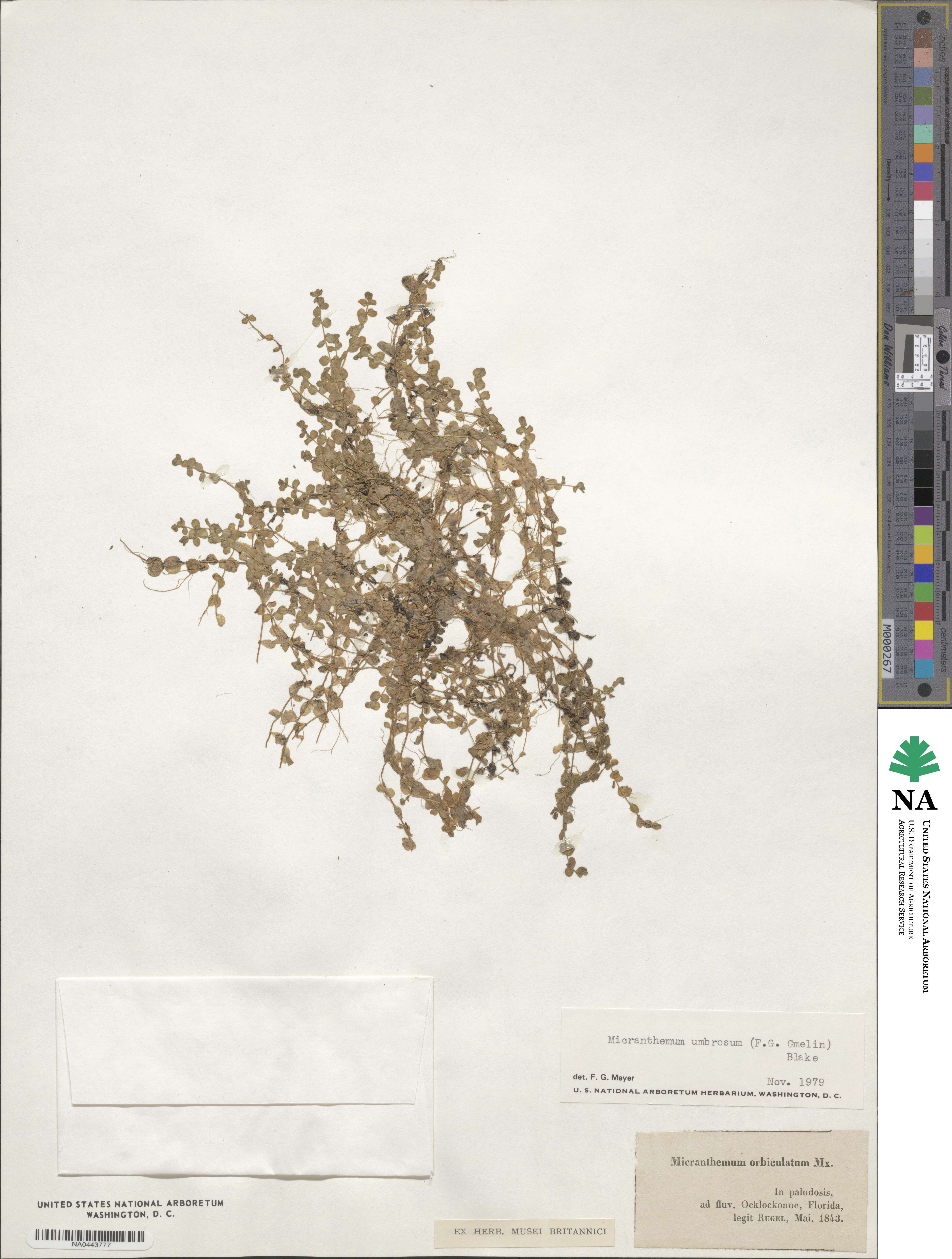 Micranthemum umbrosum image