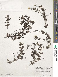 Mecardonia procumbens image