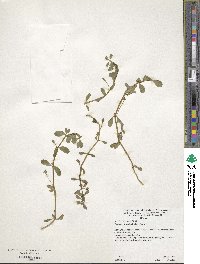 Bacopa monnieri image