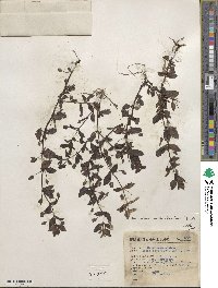 Mecardonia procumbens image