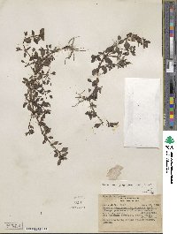 Mecardonia procumbens image