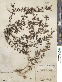 Mecardonia procumbens image