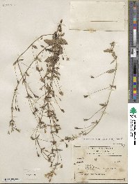 Mecardonia procumbens image