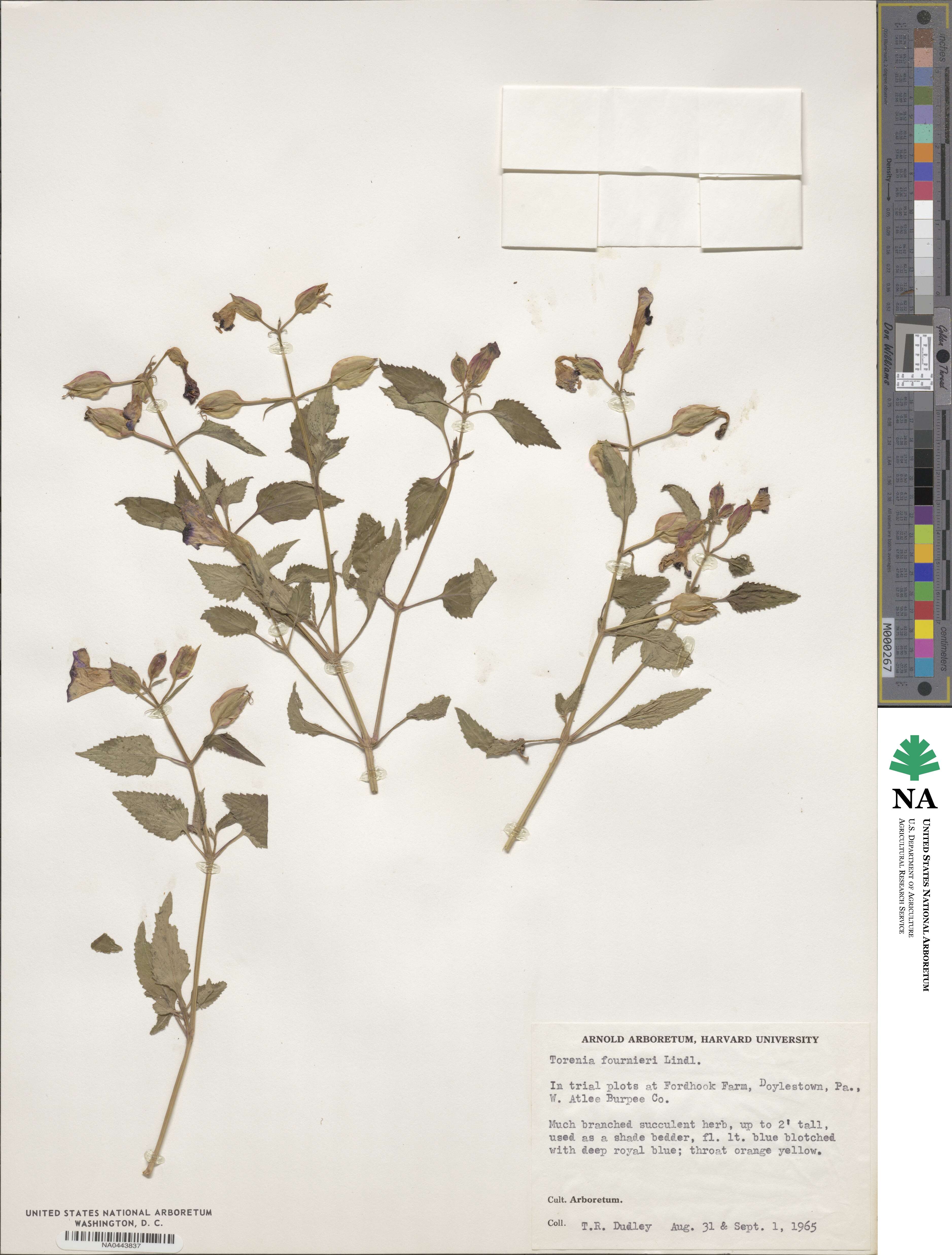Torenia fournieri image