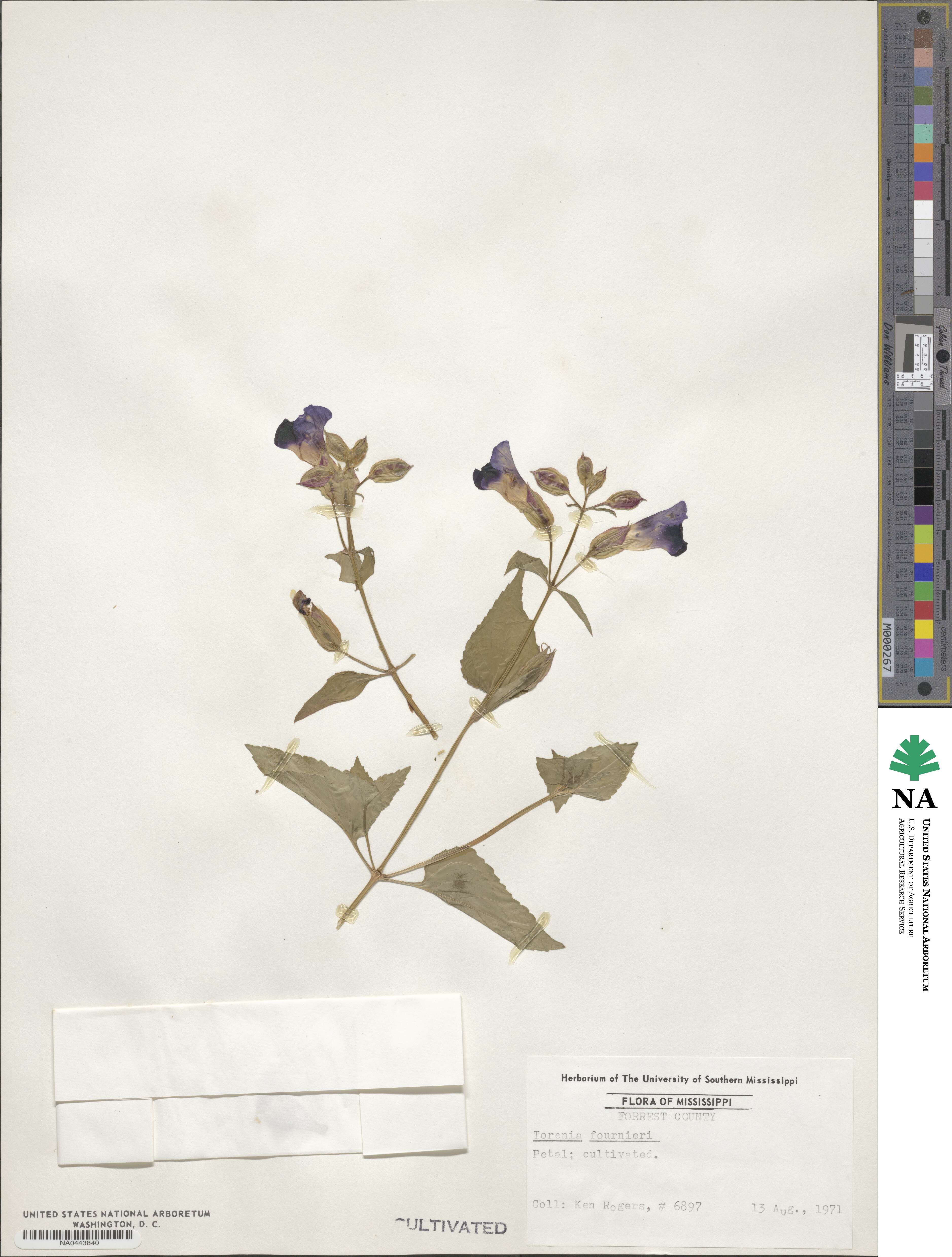 Torenia fournieri image