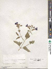 Torenia fournieri image