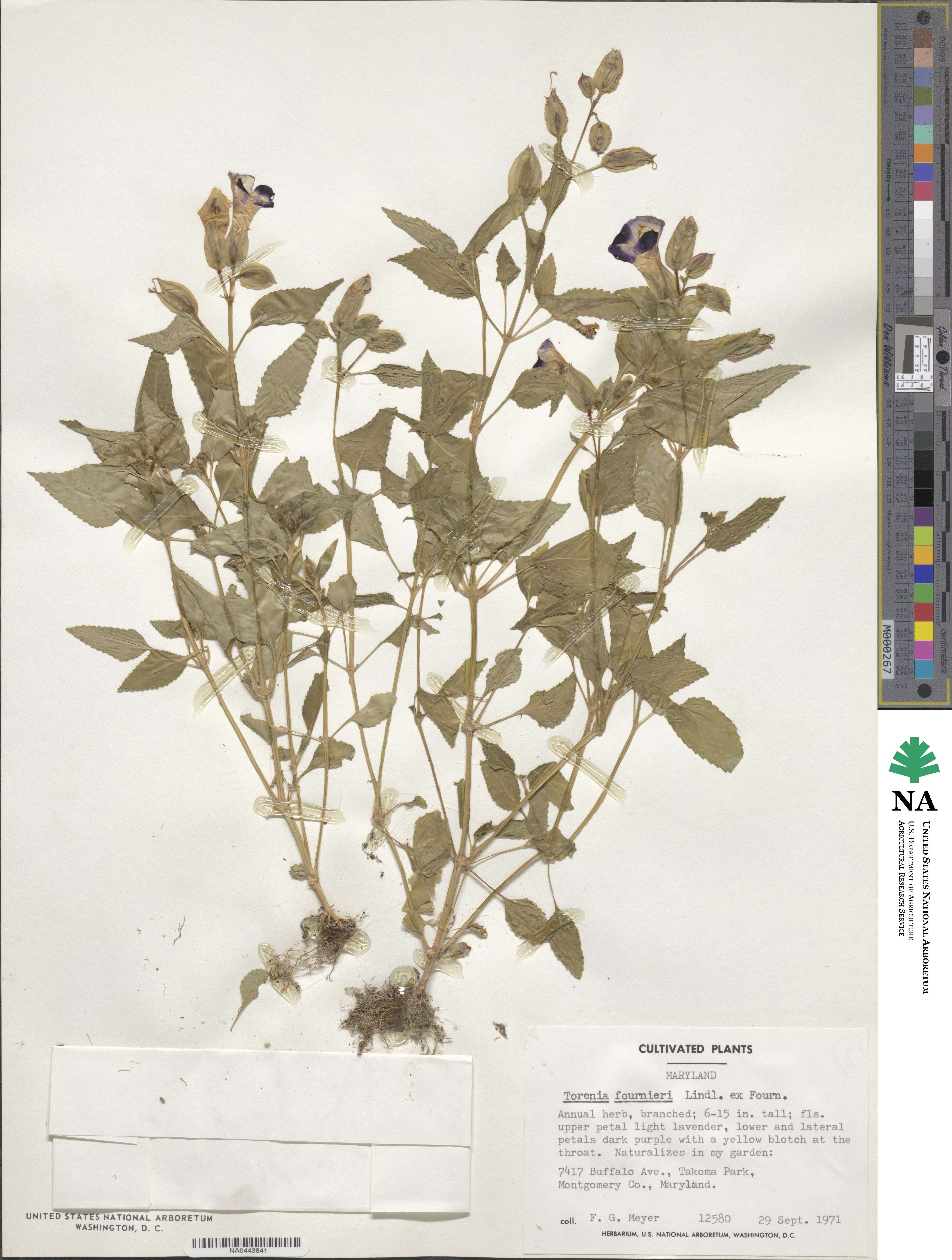 Torenia fournieri image