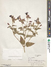 Torenia asiatica image