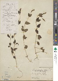 Torenia asiatica image