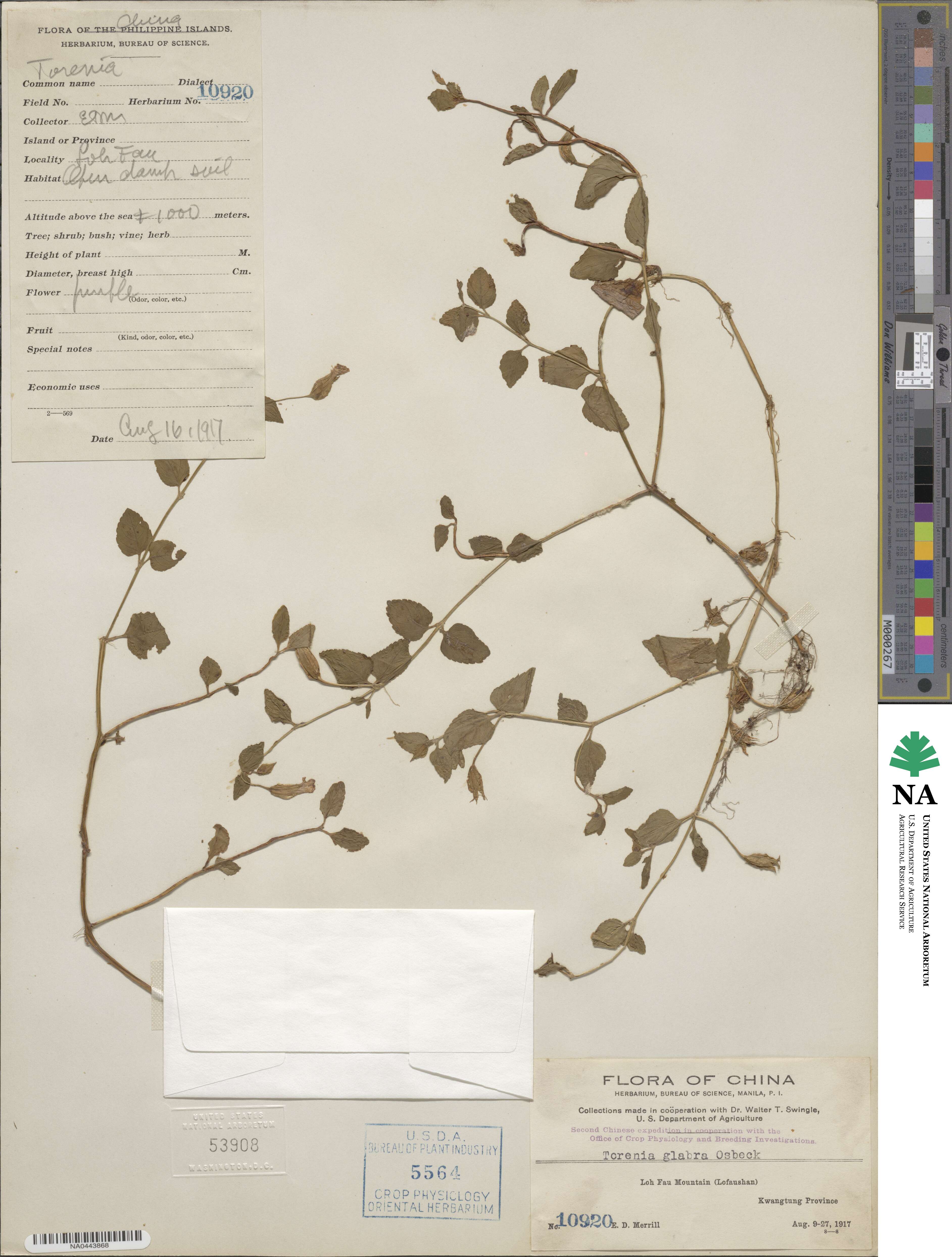 Torenia asiatica image