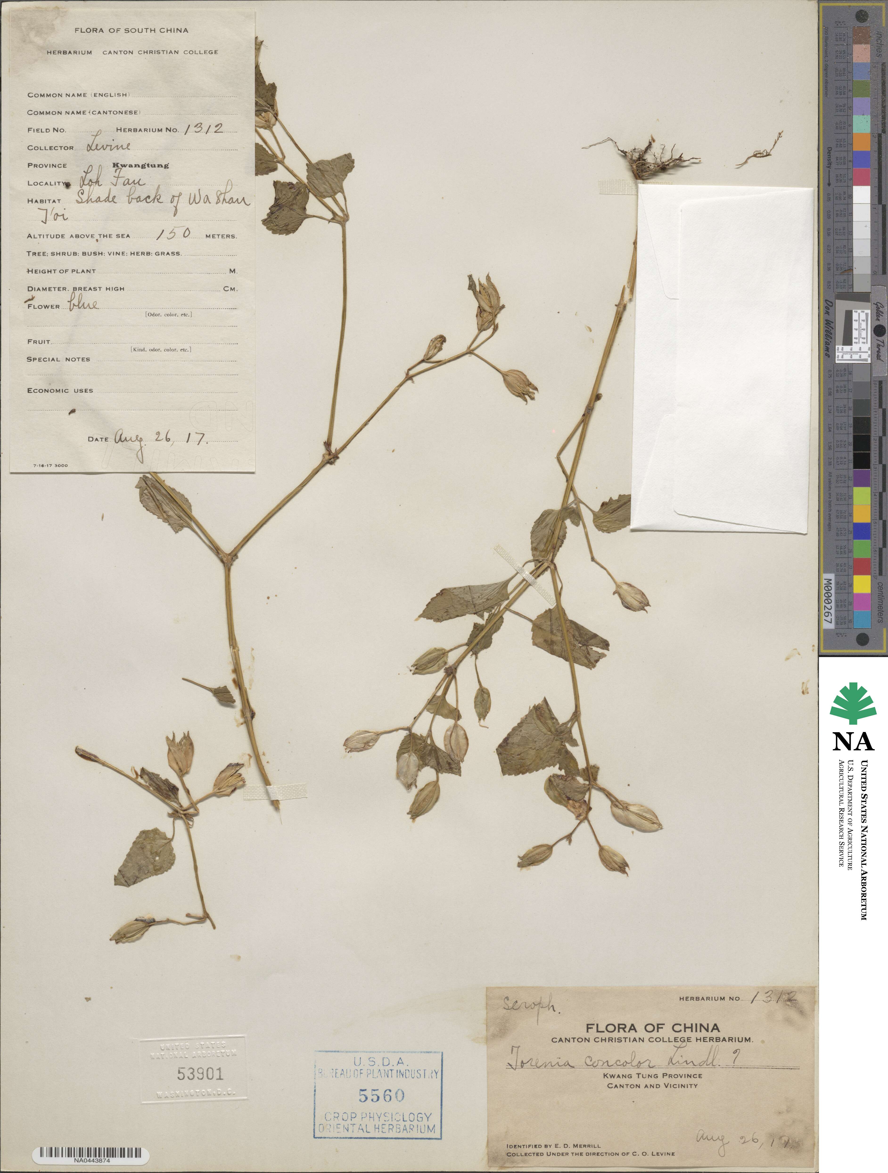 Torenia concolor image